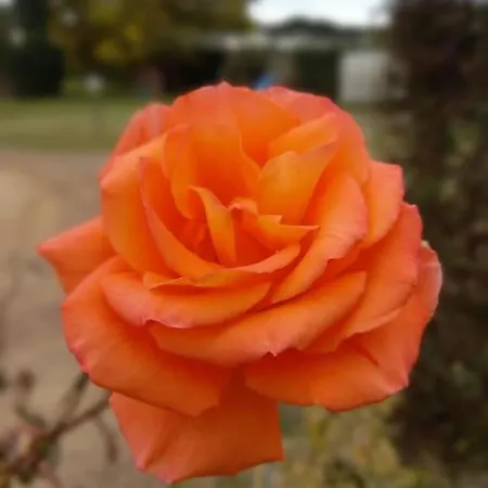 La Casina Di Campagna Tra E Bibbona * Чечина